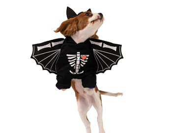 Bat Dog Costume, 45x35cm