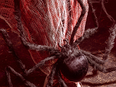 Spider Decoration, black, 103x75x9cm